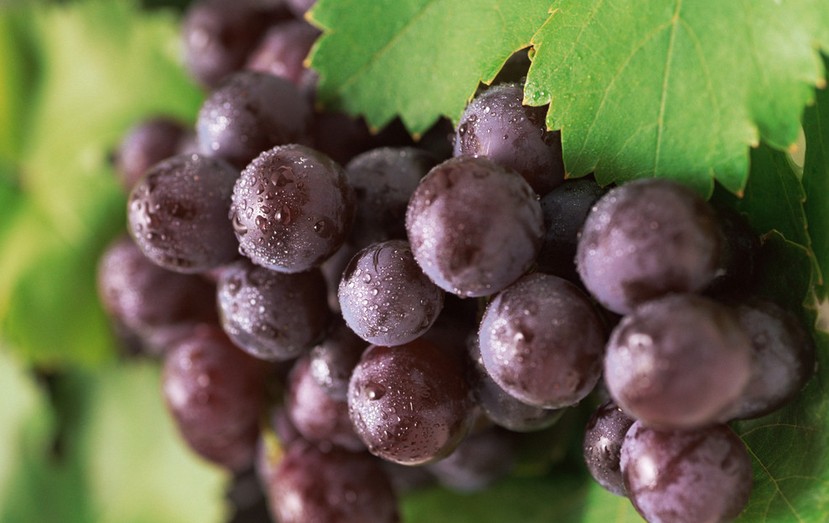 “葡萄美酒夜光杯”，敦煌陽(yáng)關(guān)葡萄最甜美