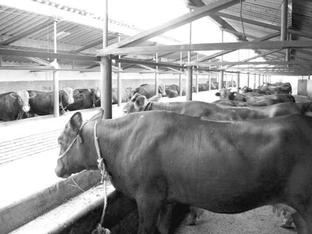 產(chǎn)業(yè)發(fā)展看平?jīng)觥捌經(jīng)黾t?！眽?nèi)開(kāi)花墻外紅