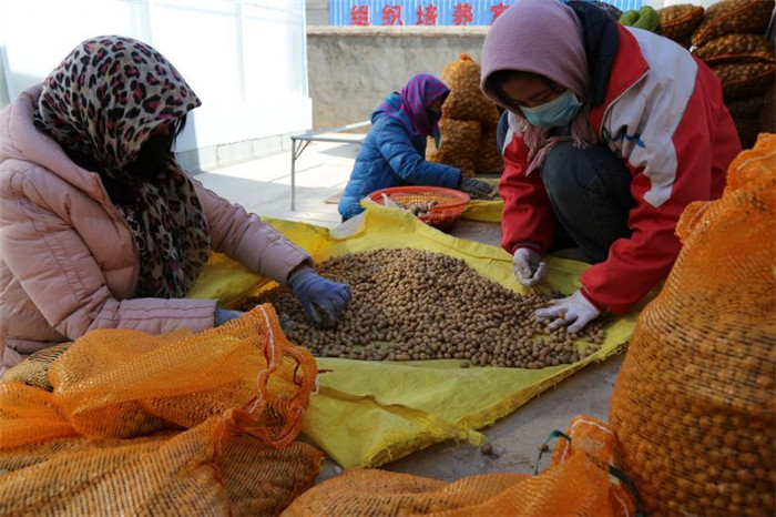 了不起！甘肅定西馬鈴薯良種出口7個國家