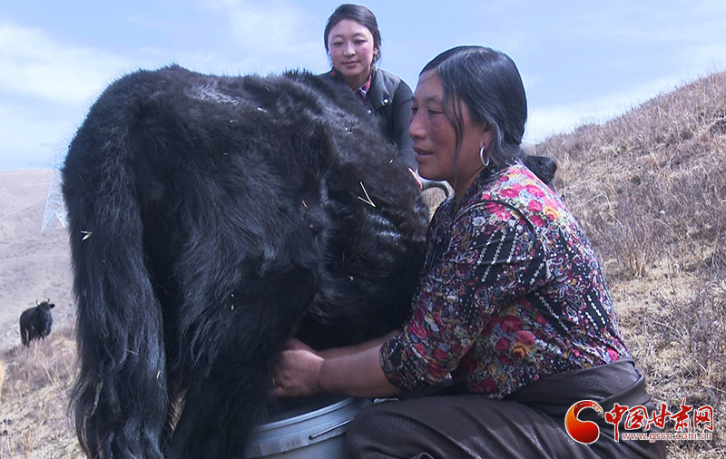 甘肅合作：高原上盛開了一朵美麗的“格?；ā保▓D）