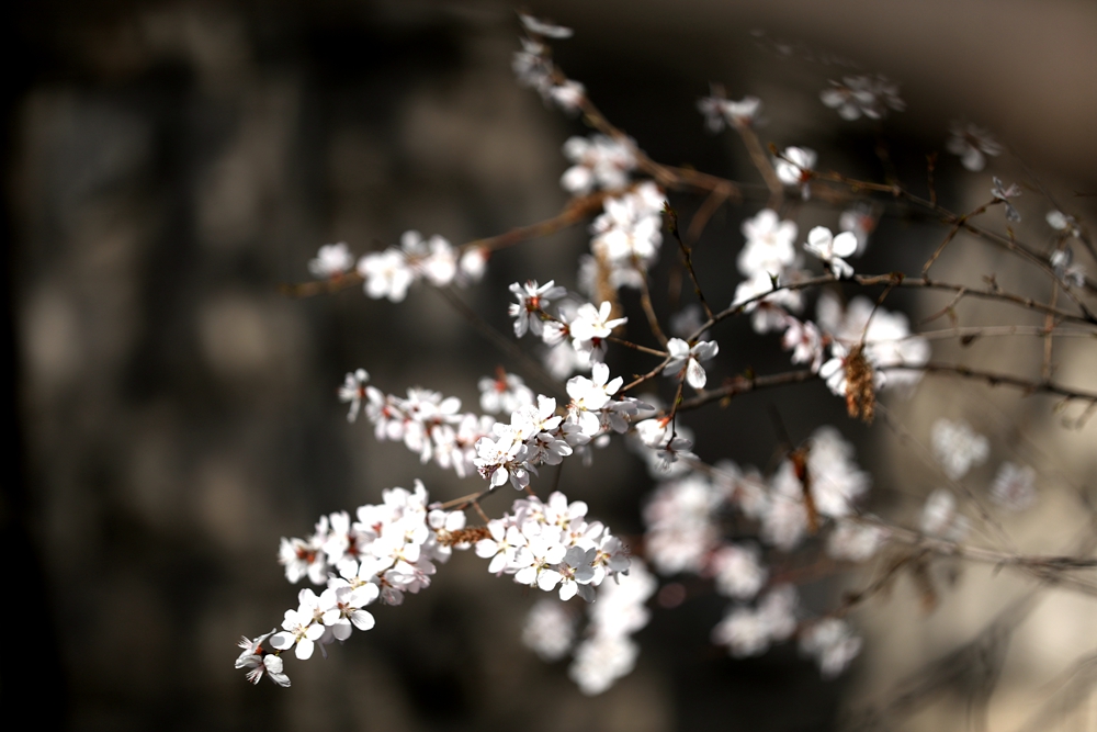 海報(bào)|花開隴原，甘肅這些景區(qū)正在復(fù)蘇！