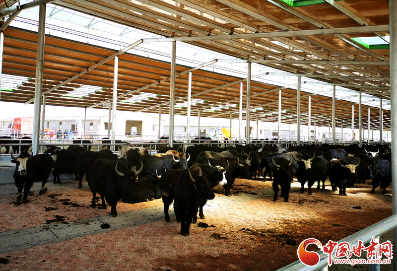 【甘肅省決戰(zhàn)決勝脫貧攻堅(jiān)】農(nóng)牧結(jié)合養(yǎng)起“脫貧?！?產(chǎn)業(yè)增效共唱“致富歌”