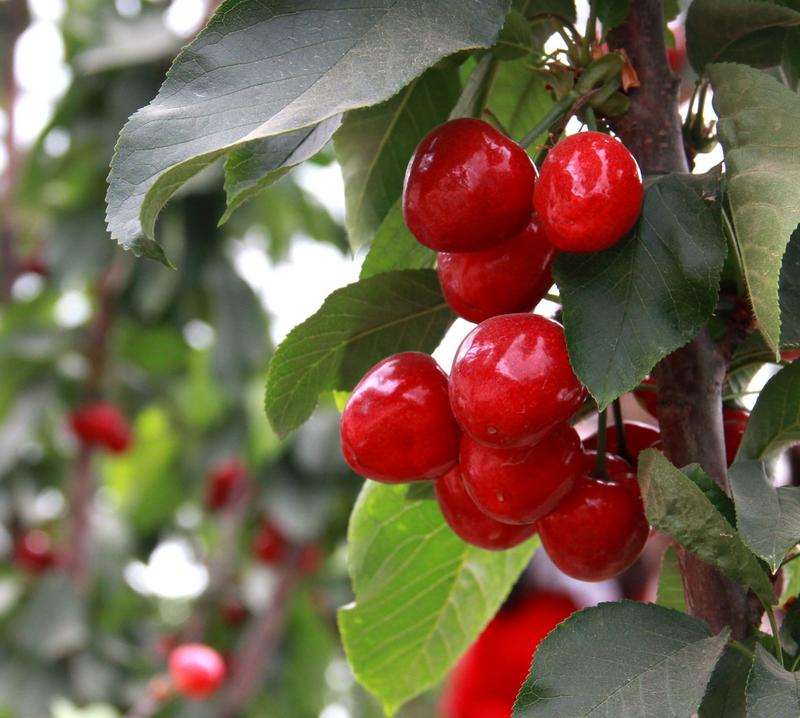 趕緊約起來！民勤紅旗谷櫻桃采摘園開園啦！