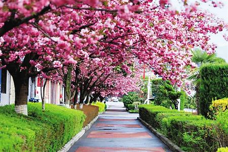 【印象隴原】去兩當，與櫻花赴約