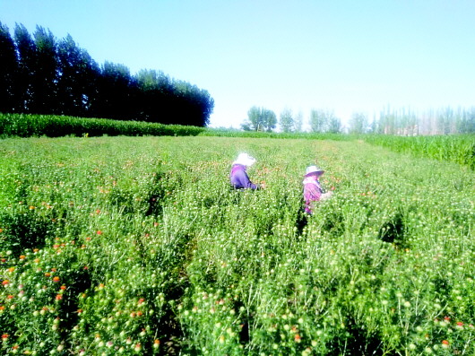 打造經(jīng)濟發(fā)展新引擎——平川區(qū)以項目建設引領城市高質量發(fā)展