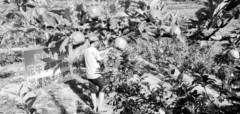 “于堡村果園”開(kāi)張記——認(rèn)購(gòu)“一棵樹(shù)”，結(jié)出“致富果”