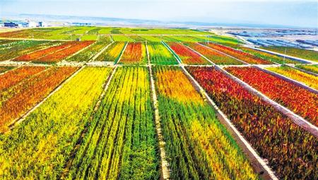 拉開架勢興產(chǎn)業(yè)——武威天?？h發(fā)展特色農(nóng)業(yè)綜述