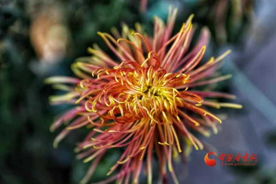 十五年，鍥而不舍終夢(mèng)圓——寫在蘭州市入選全國(guó)文明城市之際