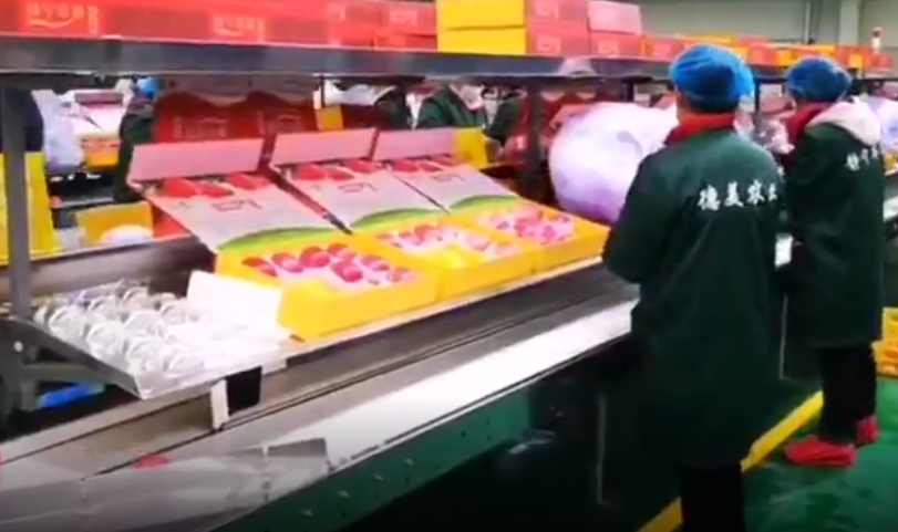 【獨家視頻】快訊丨甘肅省委副書記、代省長任振鶴在靜寧縣調(diào)研蘋果產(chǎn)業(yè)發(fā)展