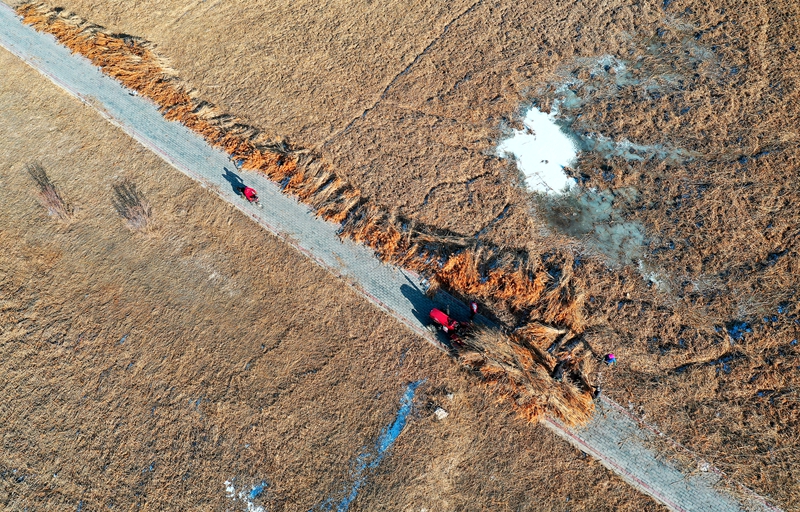 【飛閱甘肅】葦黃時節(jié) 張掖萬畝蘆葦開鐮收割