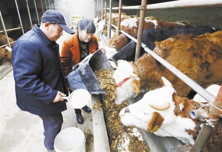 我和我的家鄉(xiāng)丨定西臨洮縣黨家墩村：“牛”產(chǎn)業(yè)帶來“?！比兆?>
        </a><em>我和我的家鄉(xiāng)丨定西臨洮縣黨家墩村：“?！碑a(chǎn)業(yè)帶來“牛”日子</em></li>
    <li><a  target=