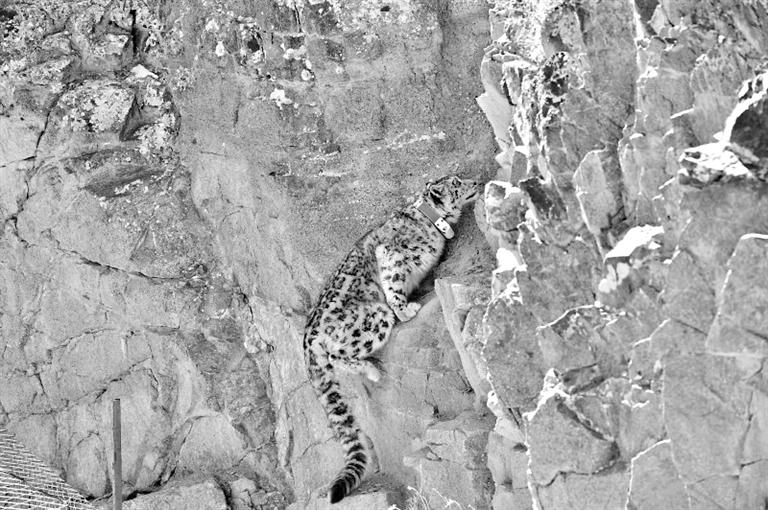 首例！肅北鹽池灣保護(hù)區(qū)一只雪豹被戴上定位項(xiàng)圈