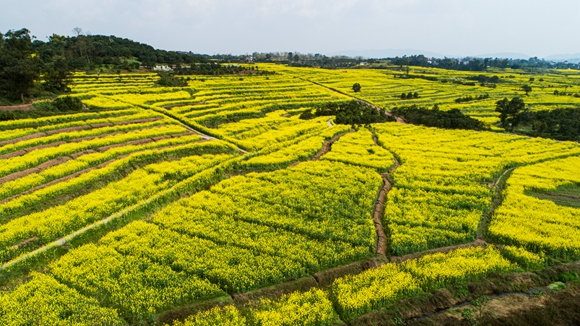 千余畝油菜花盛開(kāi)。廖濤 攝