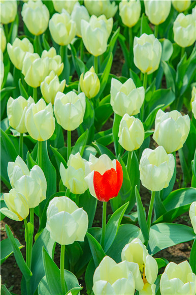 花叢中，別具一格。羅云希 攝