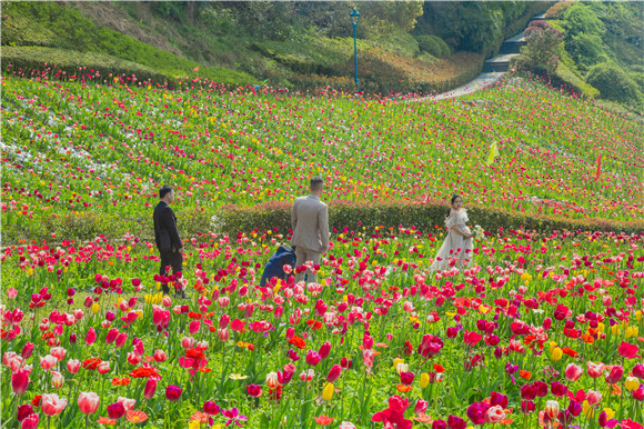 花海間，拍上一組美美的婚紗照。羅云希 攝