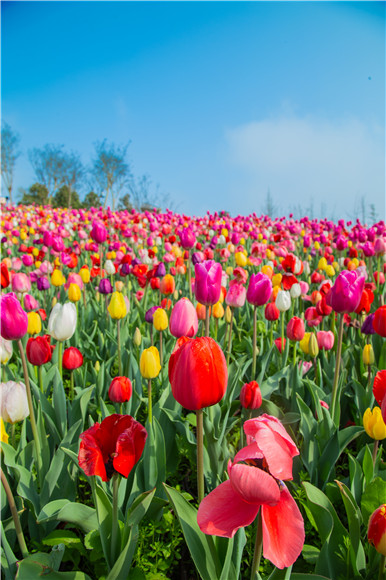 花的海洋。羅云希 攝