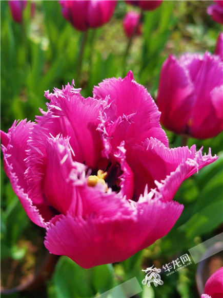 特色郁金香品種，花邊呈鋸齒狀。華龍網(wǎng)—新重慶客戶端記者 舒婷 攝