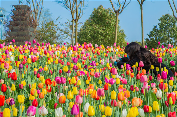 五顏六色郁金香花海。羅云希 攝