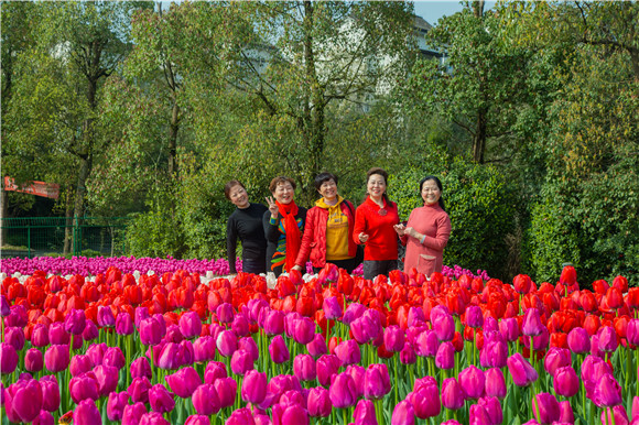 游客在郁金香花海里拍照打卡。羅云希 攝