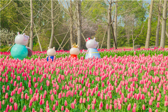 長壽湖郁金香次第開放。羅云希 攝