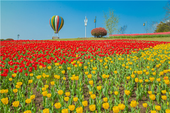 長壽湖郁金香開得正好。羅云希 攝