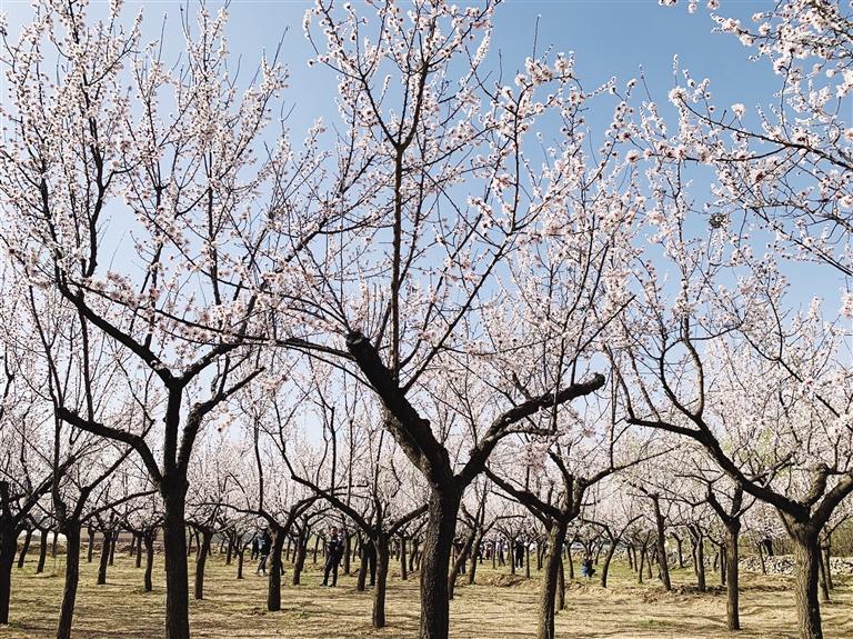 唐汪川的杏花開(kāi)了！周邊游再添好去處