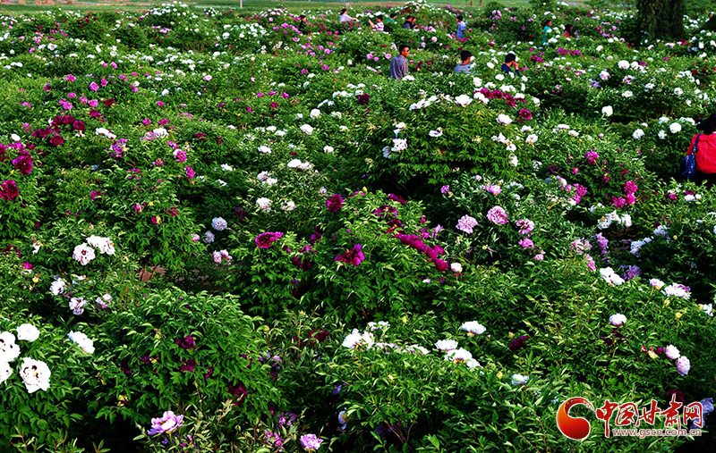 閱盡繁花盛景！定西文旅邀您共赴“紫斑牡丹”之約