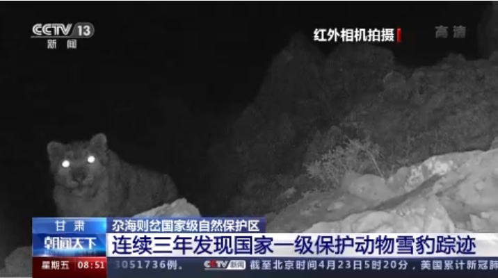 “大貓”出沒！甘肅尕海則岔保護(hù)區(qū)連續(xù)三年發(fā)現(xiàn)雪豹蹤跡