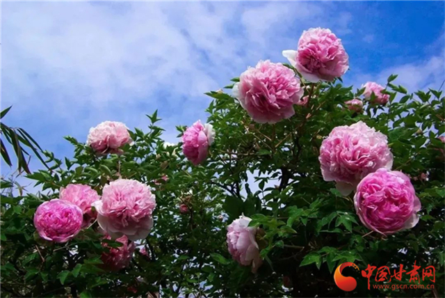 【五一游甘肅】暢游“臨洮縣紫斑牡丹文化旅游節(jié)”，這份攻略請(qǐng)收下！