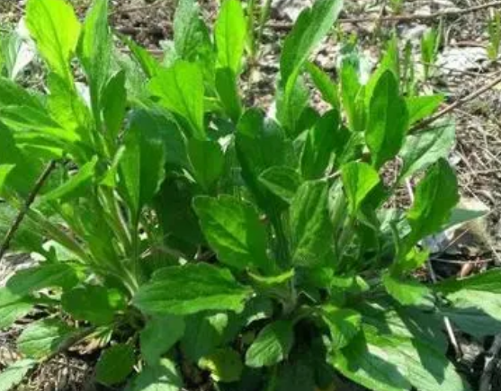 注意！路邊的野菜可不能亂采