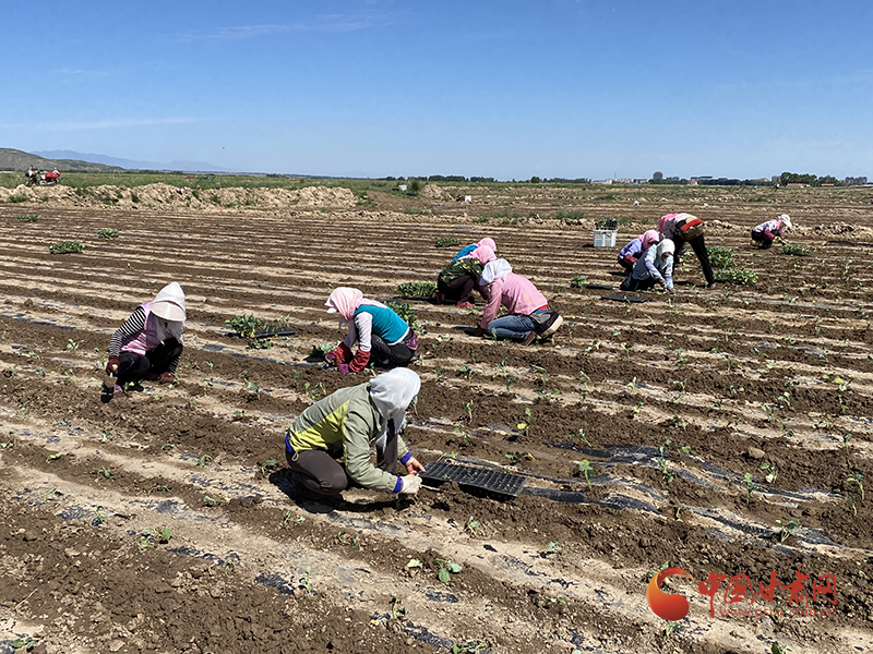 民樂：高原夏菜成群眾增收致富主導(dǎo)產(chǎn)業(yè)