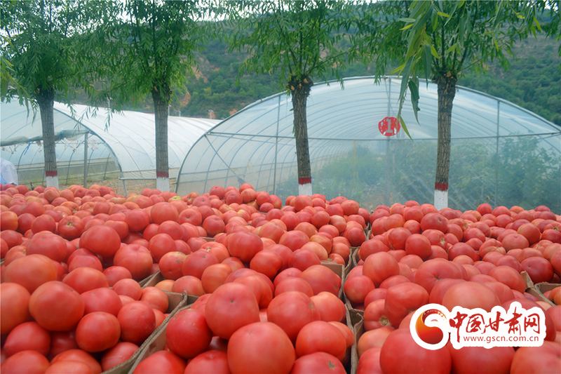 莊浪：大力發(fā)展產業(yè)激活致富“源頭活水”