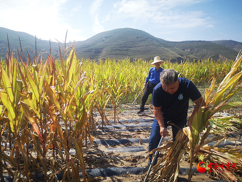 【慶豐收 感黨恩】定西安定：劉鴻奎的豐收節(jié)！
