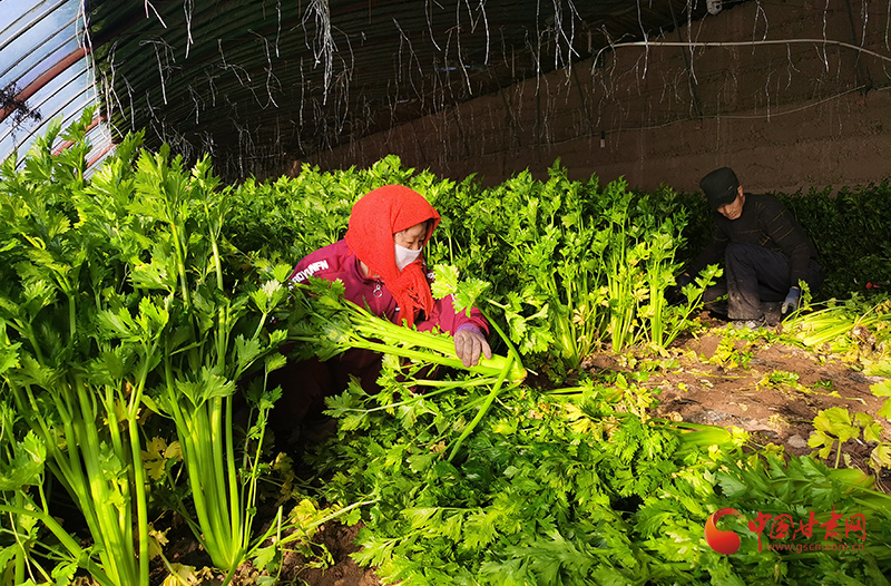 【小康圓夢·看甘肅】高臺(tái)南華鎮(zhèn)：冬季大棚“綠意濃”設(shè)施農(nóng)業(yè)促增收