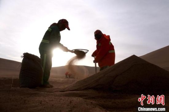 圖為“駱駝保姆”用土方法清理駝糞?！垥粤?攝