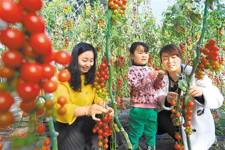 酒泉市肅州區(qū)東洞戈壁產(chǎn)業(yè)園里的圣女果、人參果陸續(xù)成熟上市