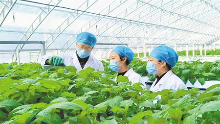 【鄉(xiāng)村·新關(guān)注】惠風(fēng)和暢正當(dāng)時(shí) 梯田沃野春耕忙