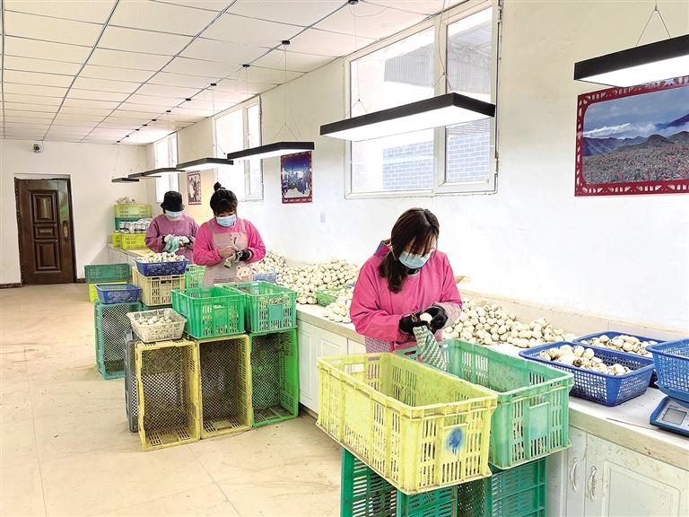 百合開出致富花——臨夏州永靖縣陳井鎮(zhèn)千合種植農民專業(yè)合作社見聞