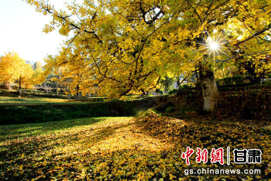 隴南徽縣銀杏樹最美的時(shí)候，當(dāng)屬每年的10月至11月。圖為樹葉已染黃的銀杏樹。張承榮 攝
