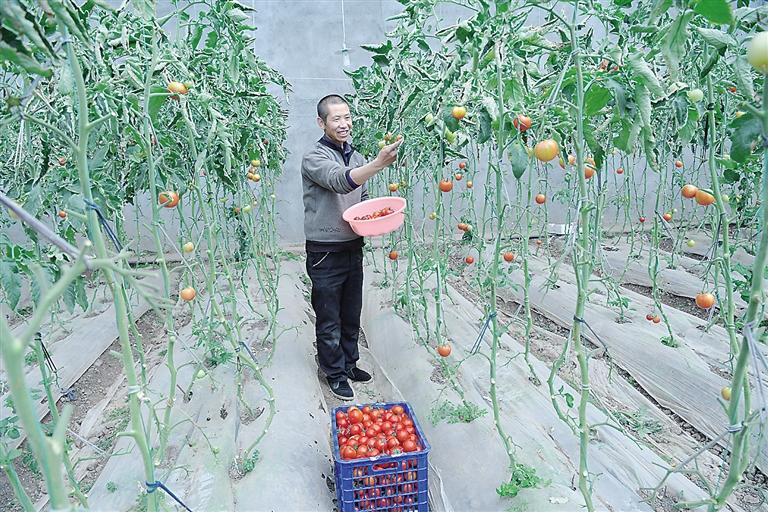 臨夏縣尹集、刁祁鎮(zhèn)易地扶貧搬遷后續(xù)產(chǎn)業(yè)園有日光溫室534座