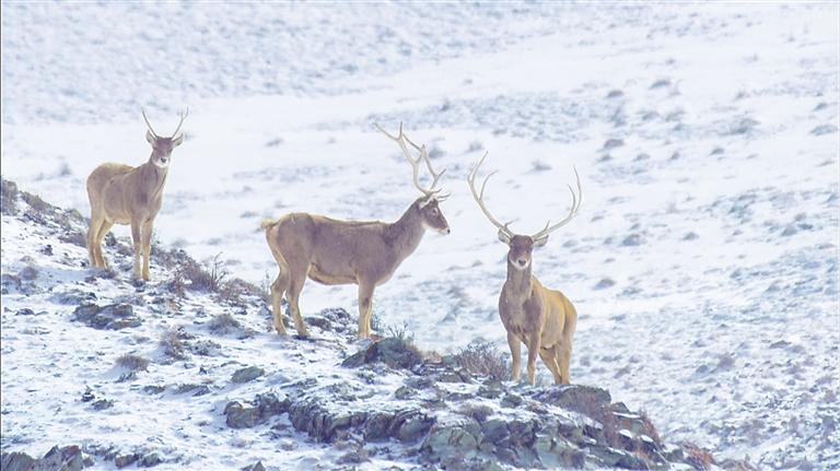 甘肅紀(jì)錄片——深入現(xiàn)實(shí)生活 抒寫時(shí)代變化