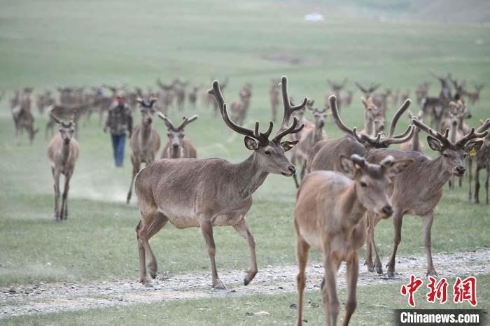 圖為肅南縣馬鹿養(yǎng)殖場內(nèi)的鹿群?！钇G敏 攝
