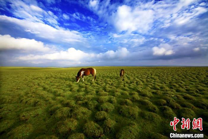 圖為甘肅甘南藏族自治州草原風(fēng)光。(資料圖) 艾慶龍 　攝