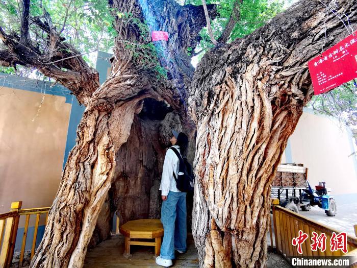 青海海東市阿河灘地質(zhì)文化村：古樹新枝、丹山碧水