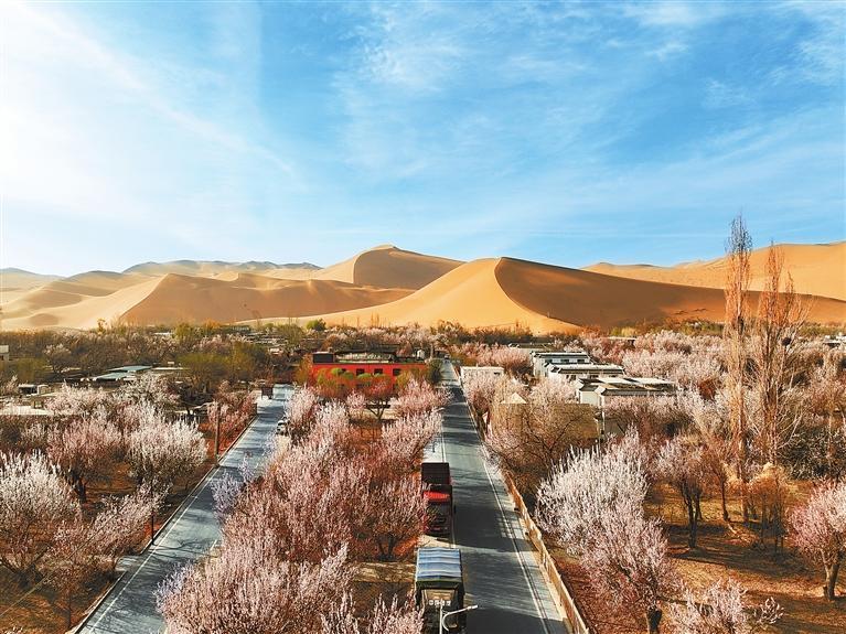 近日，敦煌鳴沙山下的李廣杏杏花陸續(xù)開放，美如畫卷。新甘肅·甘肅日?qǐng)?bào)通訊員　張曉亮