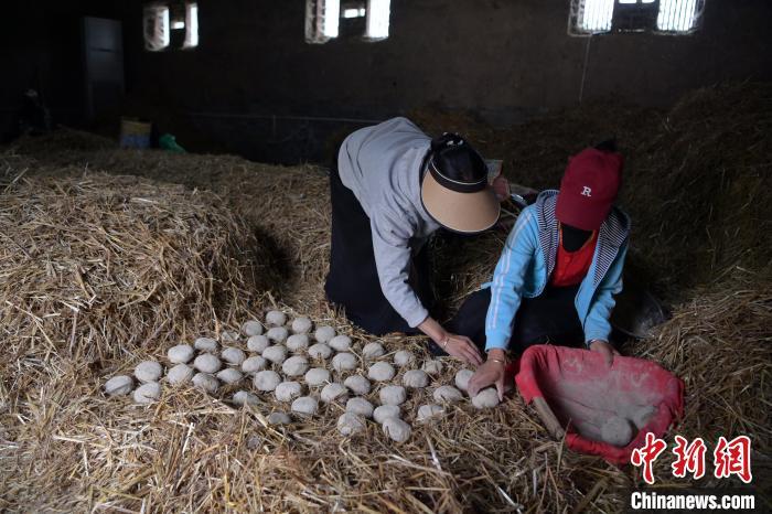 酒曲成型之后入曲房，入室之前要灑水，再鋪青稞草，防止曲塊的水分被吸走，曲房內(nèi)有通風(fēng)道、窗戶、暖氣、電熱爐等各種控制曲房溫度的設(shè)備。圖為5月10日，工作人員將成型的曲塊搬運到曲房。九美旦增　攝