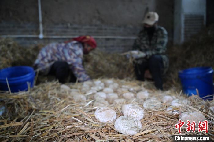 酒曲從曲坯入房培養(yǎng)到培養(yǎng)結(jié)束，整個培養(yǎng)周期控制在4至8天，曲坯的要求光滑，軟硬適宜，手按曲坯不松散，結(jié)實，薄厚一致。圖為5月10日，工作人員準備將培養(yǎng)好的曲坯拿到外面晾曬。九美旦增　攝