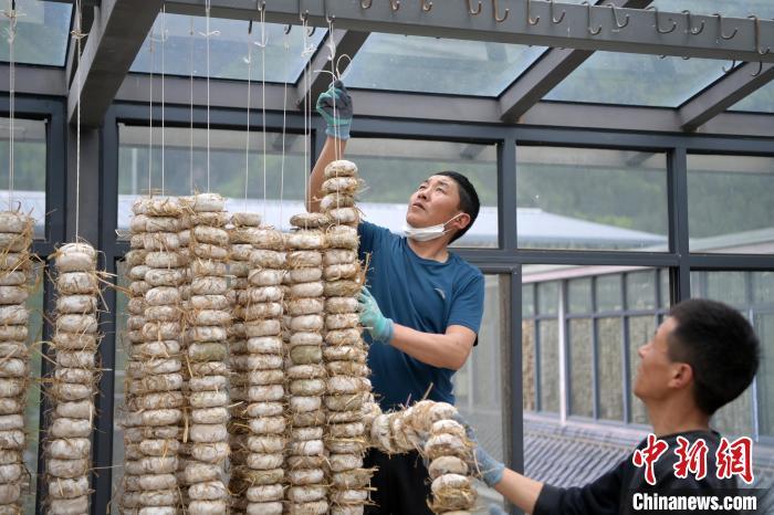 圖為5月10日，工作人員將用青稞面和青稞草等制成的曲坯用繩子串起來晾曬。九美旦增　攝