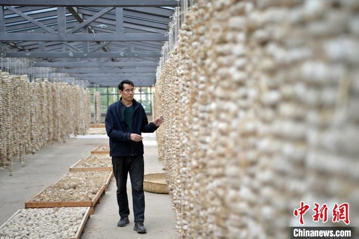 圖為5月10日，工作人員檢查晾曬的曲胚。九美旦增　攝