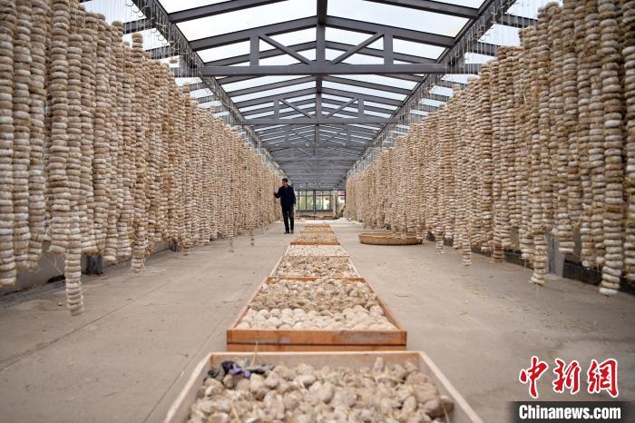 圖為5月10日，工作人員檢查晾曬的曲胚。九美旦增　攝